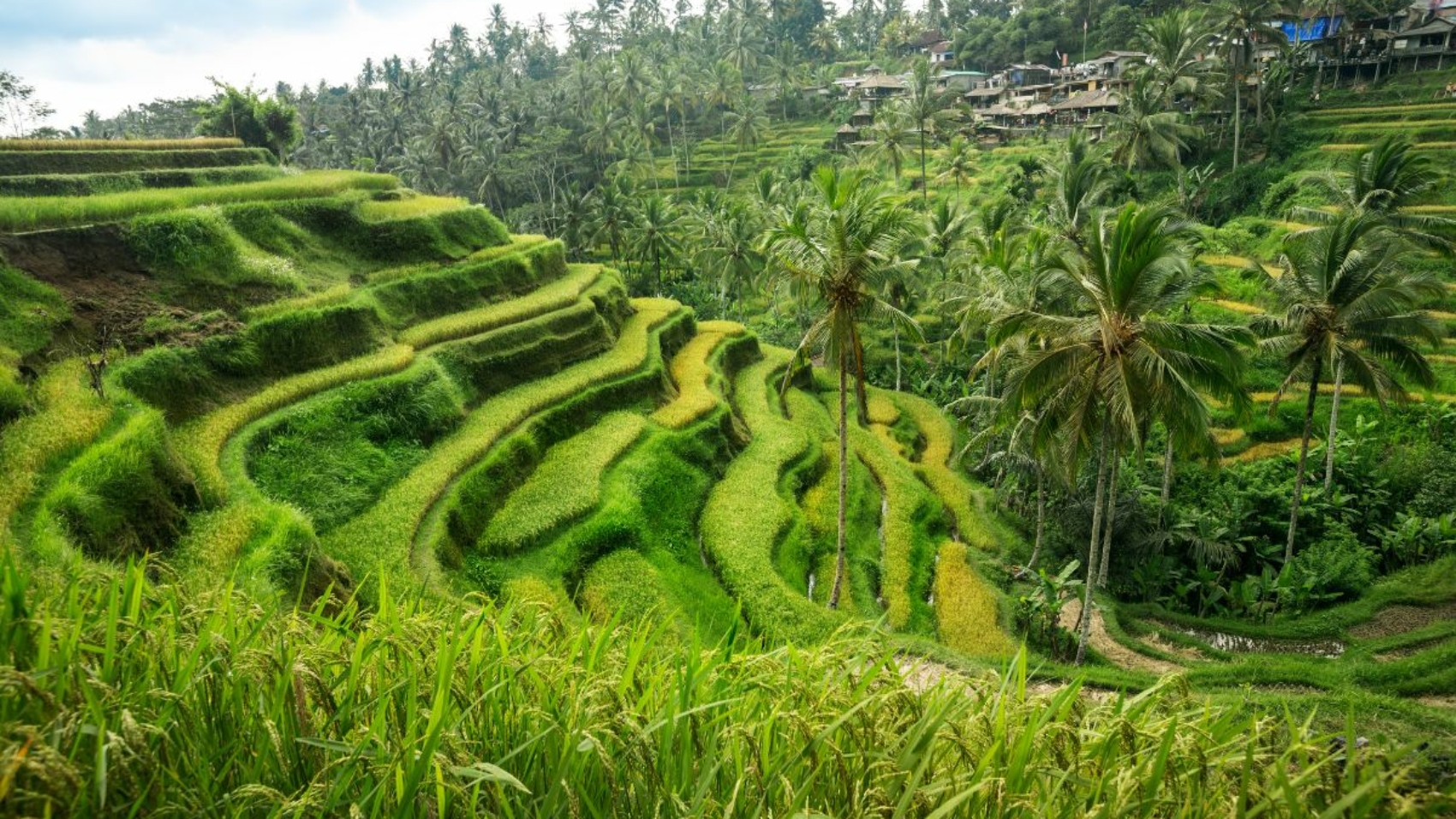 riziere bali